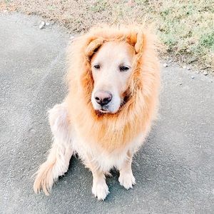 Lion costume